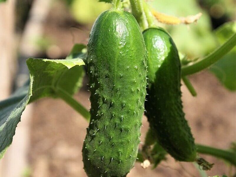Секреты богатого урожая: как ухаживать за огурцами во время плодоношения