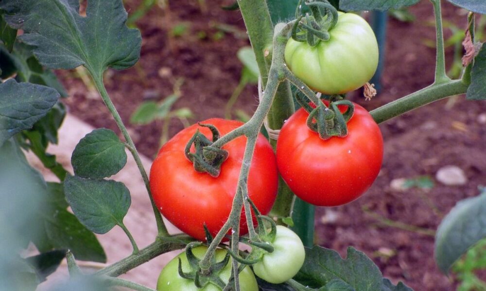 Как собрать богатый урожай помидоров: 3 проверенных секрета для вашей дачи