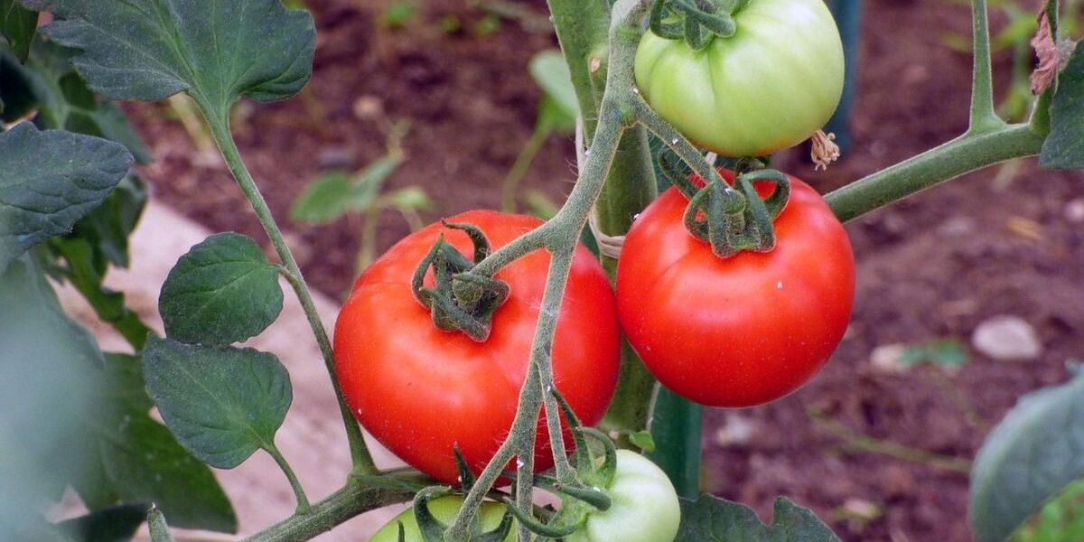 Как собрать богатый урожай помидоров: 3 проверенных секрета для вашей дачи