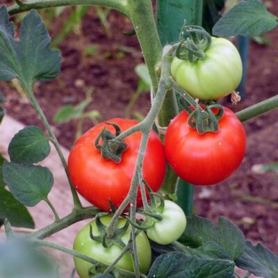 Как собрать богатый урожай помидоров: 3 проверенных секрета для вашей дачи