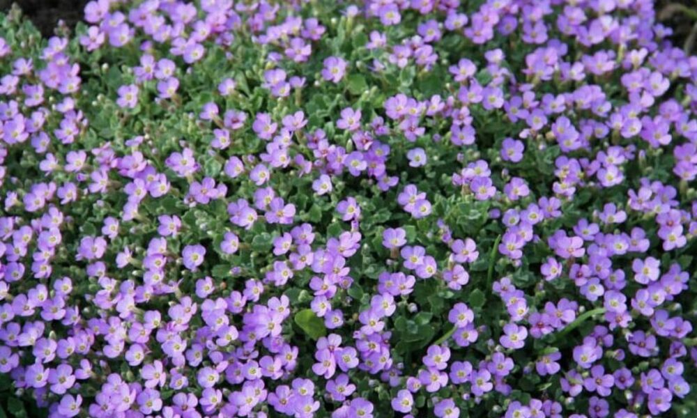 Обреция в июне: как вырастить пышный цветочный ковер на даче