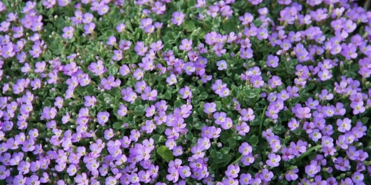 Обреция в июне: как вырастить пышный цветочный ковер на даче