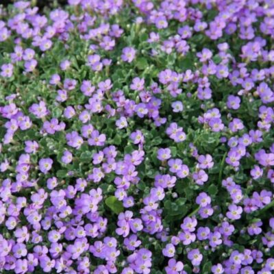 Обреция в июне: как вырастить пышный цветочный ковер на даче