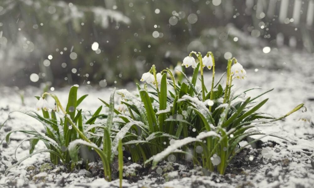 Как правильно задержать снег на огороде: полезные советы для заботливых хозяек