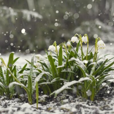 Как правильно задержать снег на огороде: полезные советы для заботливых хозяек