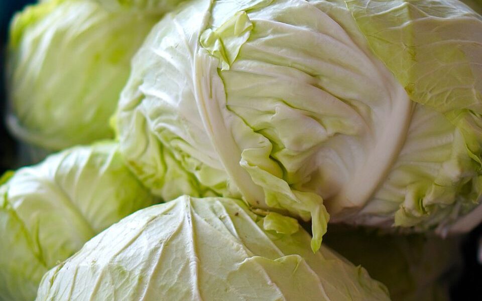 Народные методы защиты капусты от болезней и вредителей: зола и мел для сохранения урожая