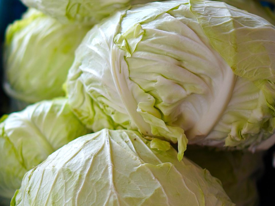 Народные методы защиты капусты от болезней и вредителей: зола и мел для сохранения урожая