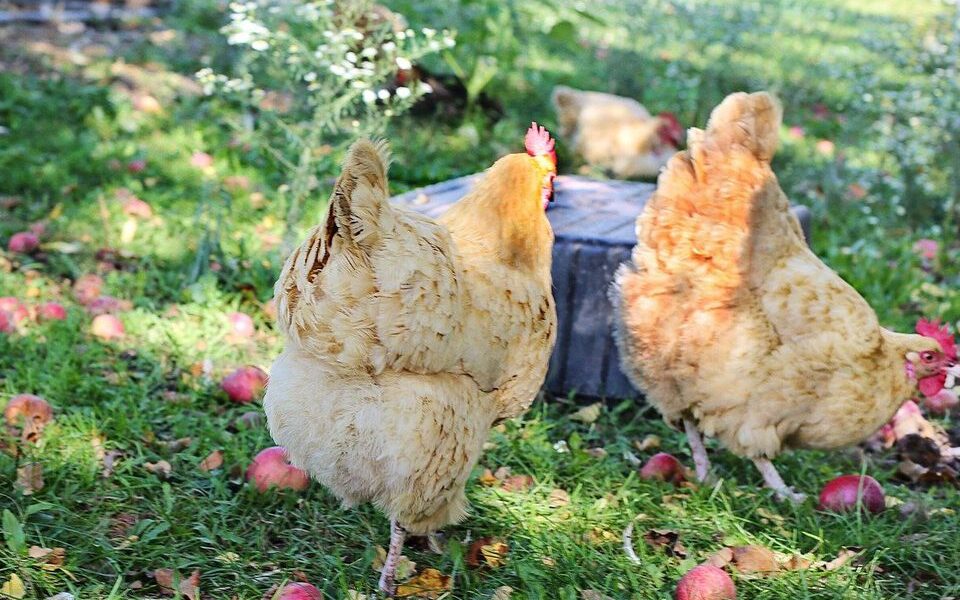 Как сохранить высокую яйценоскость кур осенью: секреты опытных птицеводов