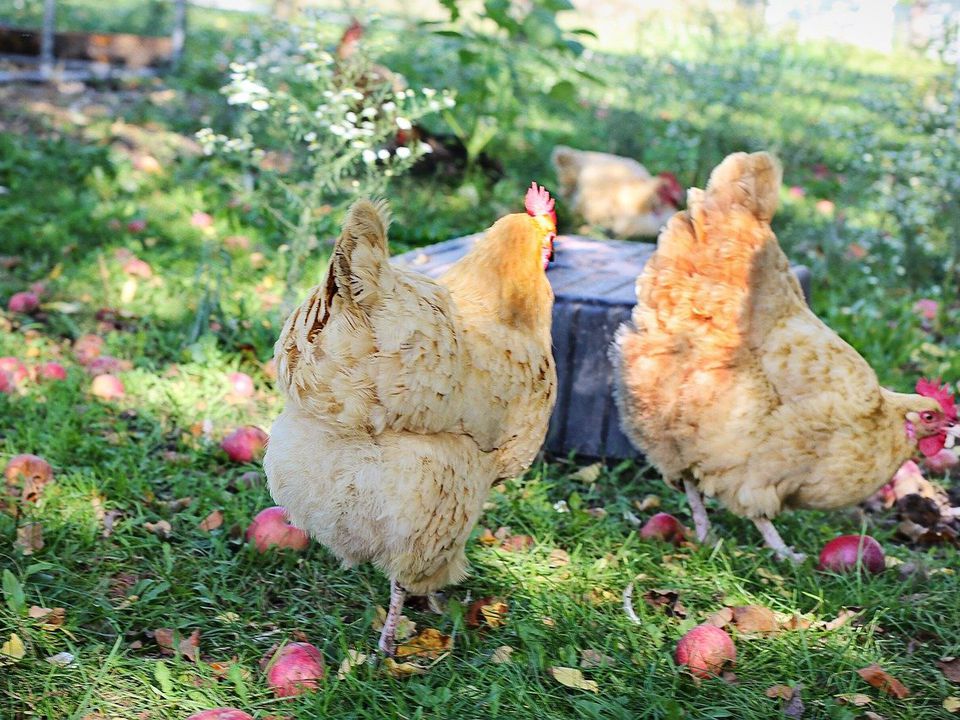 Как сохранить высокую яйценоскость кур осенью: секреты опытных птицеводов