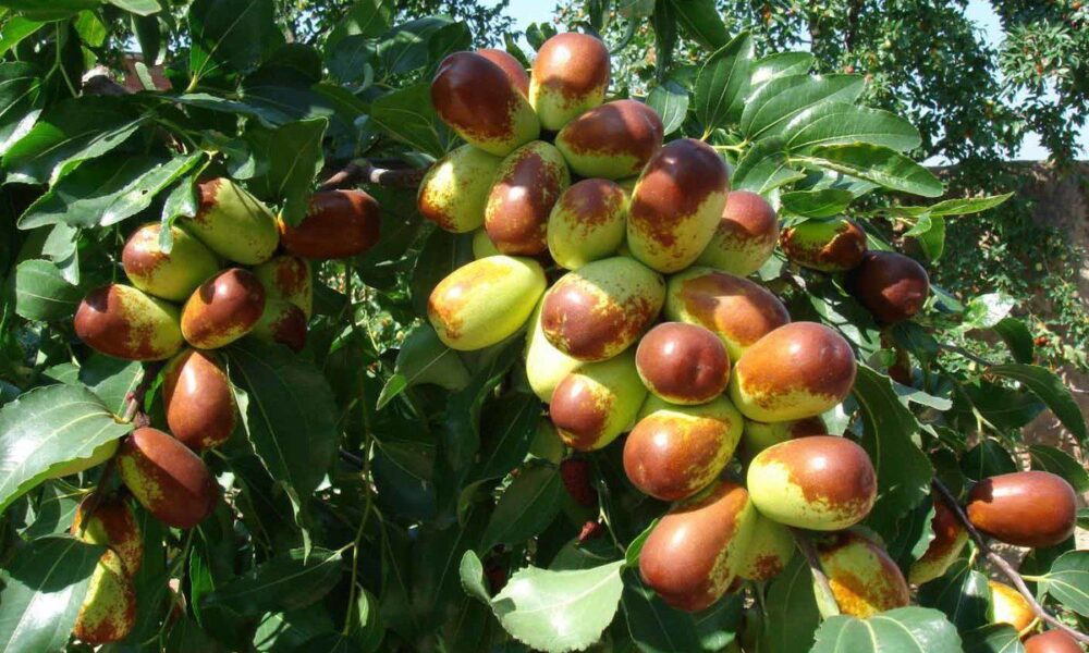 Китайский финик (зизифус) в вашем саду: секреты выращивания и ухода