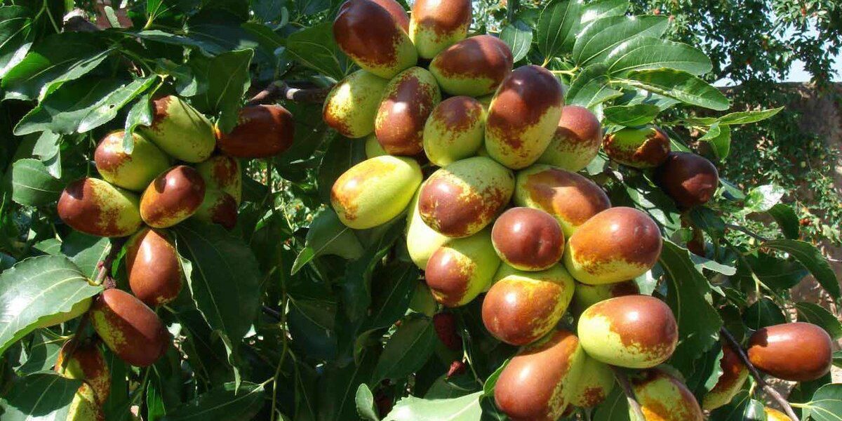 Китайский финик (зизифус) в вашем саду: секреты выращивания и ухода