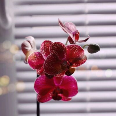 Прозрачный горшок для орхидей: стильное украшение или польза для растения?