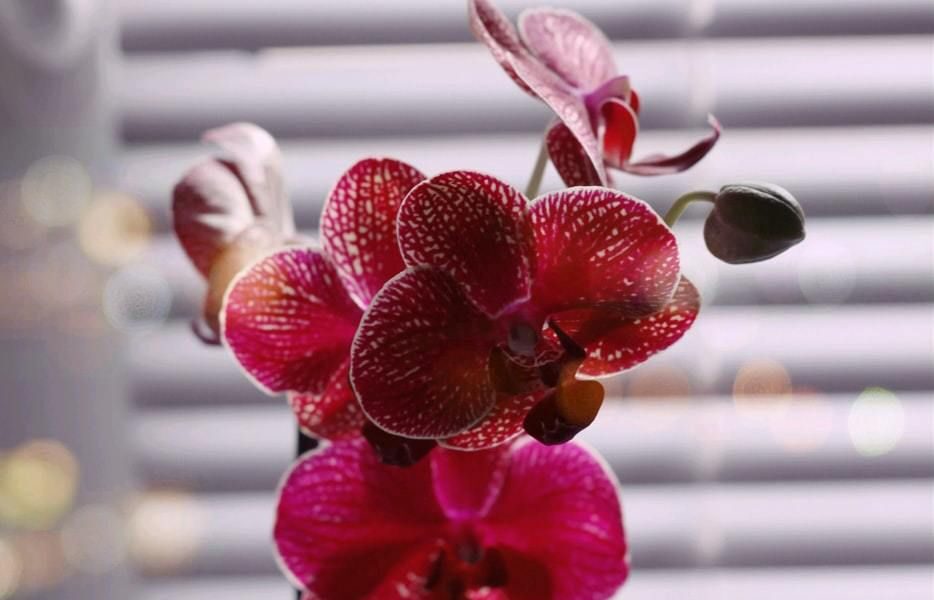 Прозрачный горшок для орхидей: стильное украшение или польза для растения?