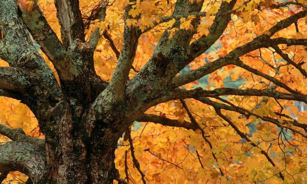 Что делать, если сломалась ветка дерева: советы для садоводов