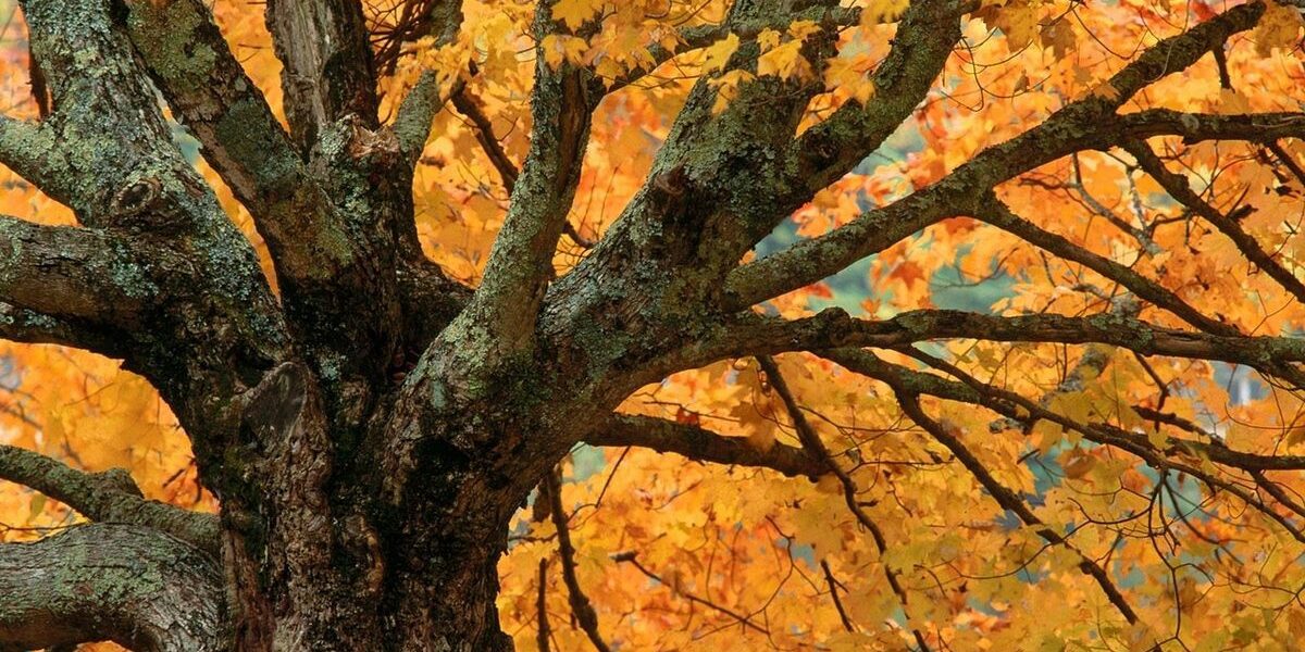 Что делать, если сломалась ветка дерева: советы для садоводов