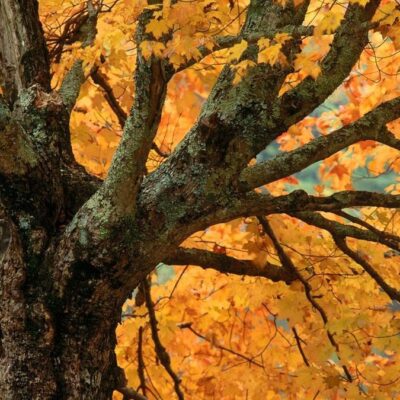 Что делать, если сломалась ветка дерева: советы для садоводов