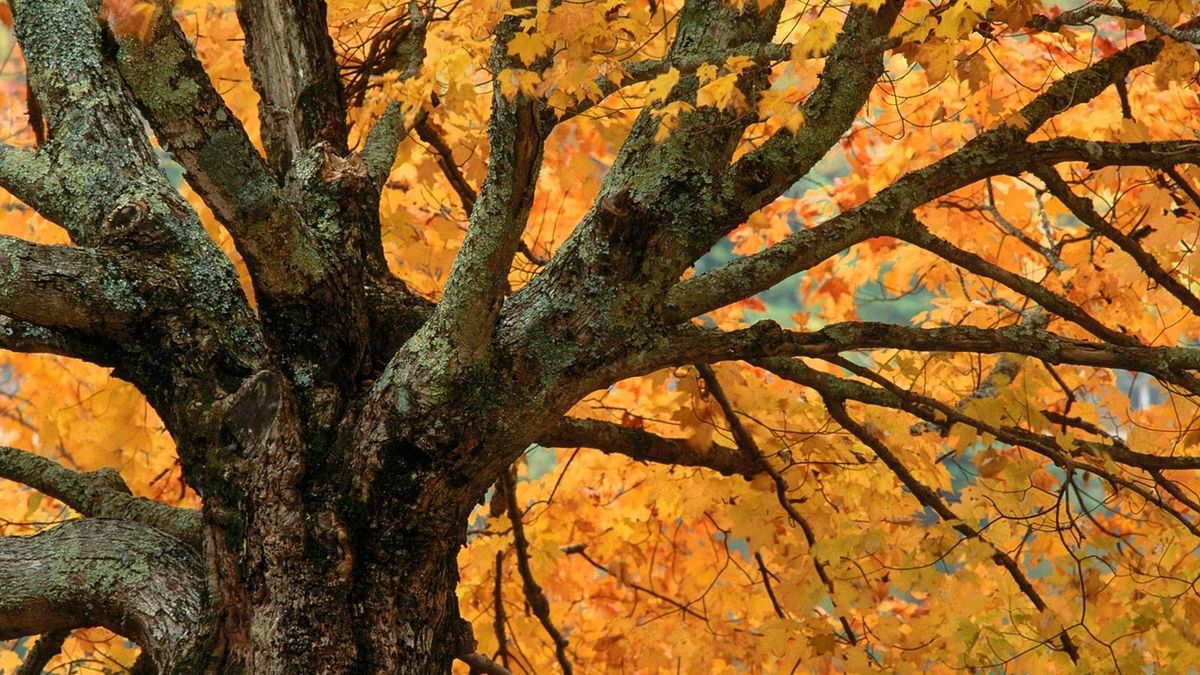 Что делать, если сломалась ветка дерева: советы для садоводов