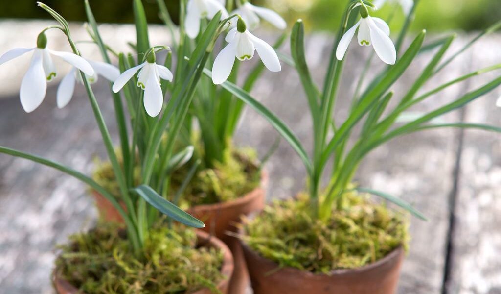 Как вырастить пролески дома: простые советы для вашего сада