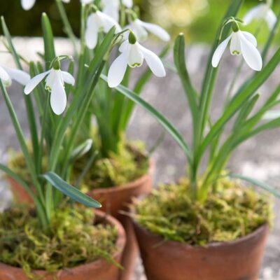 Как вырастить пролески дома: простые советы для вашего сада