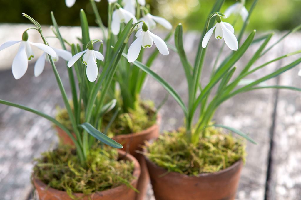 Как вырастить пролески дома: простые советы для вашего сада