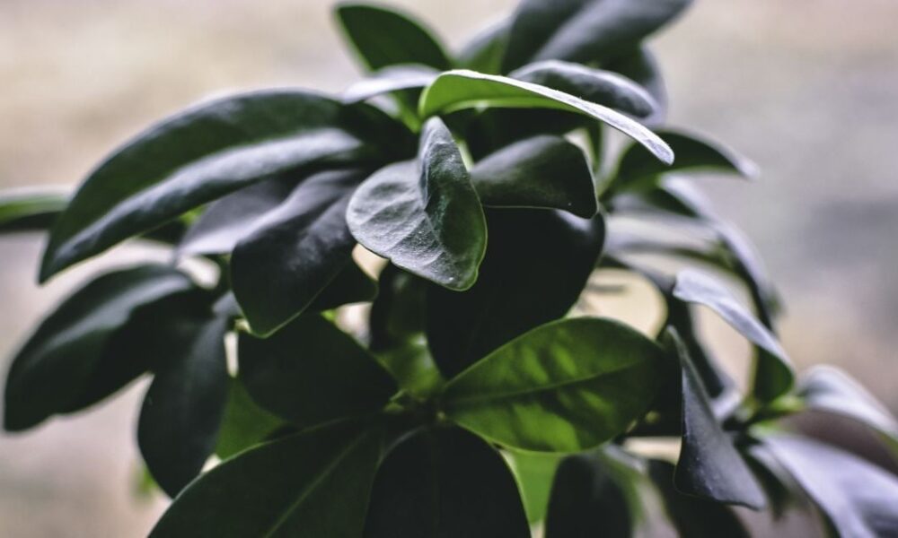 Фикус: секреты быстрого роста и пышной зелени