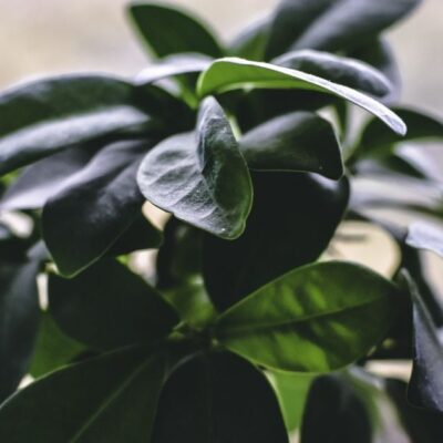 Фикус: секреты быстрого роста и пышной зелени