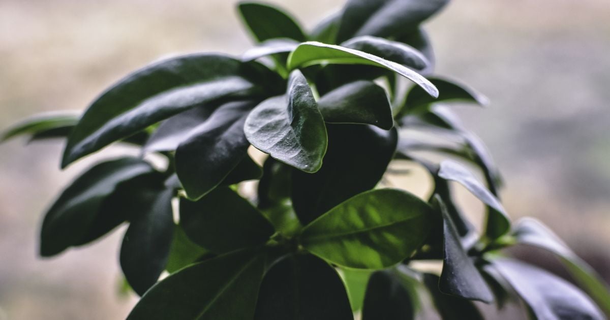 Фикус: секреты быстрого роста и пышной зелени