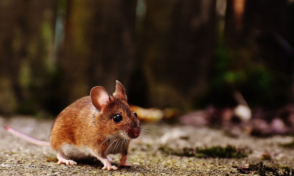 Защищаем сад от мышей: проверенные методы и секреты