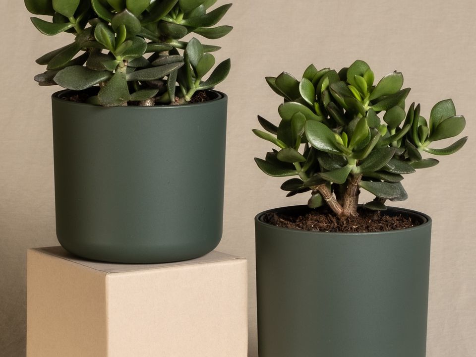 Январская подкормка для денежного дерева: секреты пышного роста и цветения