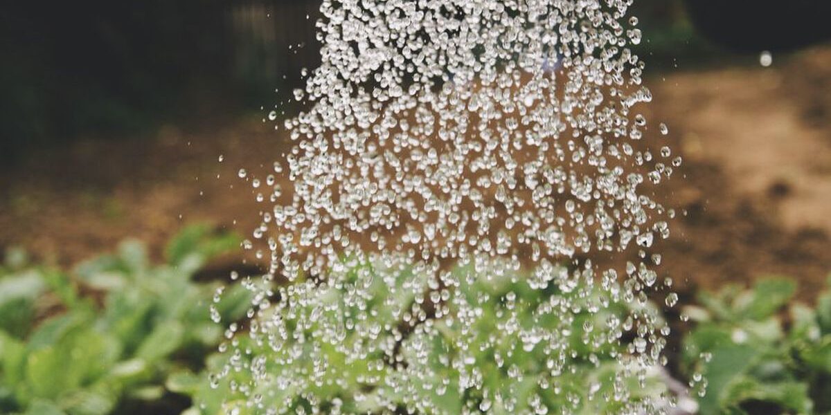 Домашние стимуляторы роста для растений: секреты пышного сада