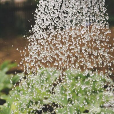 Домашние стимуляторы роста для растений: секреты пышного сада