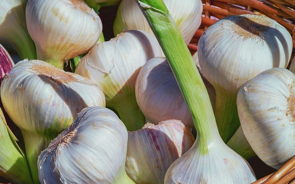 Крупный урожай чеснока: 3 секрета перед сбором, которые увеличат размер и крепость