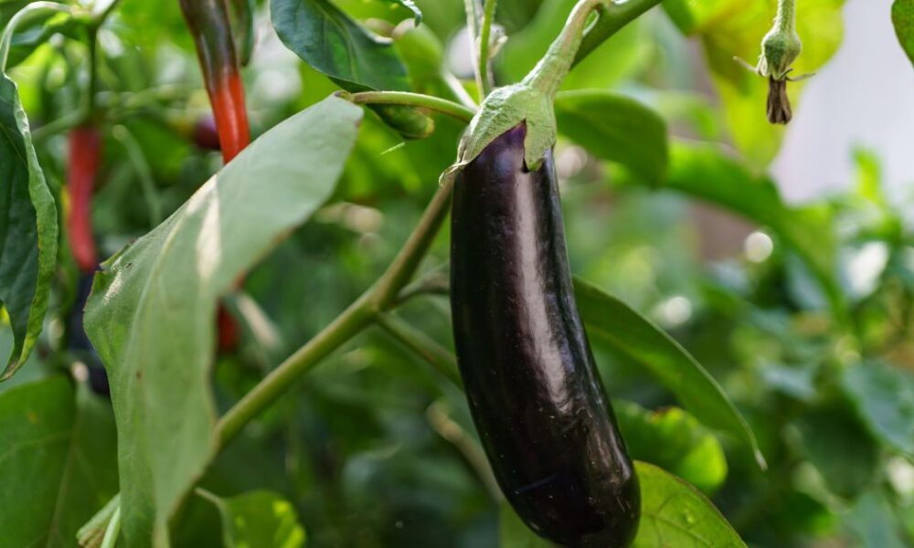 Секрет роскошных овощей: как удобрить почву для рекордного урожая на вашем огороде