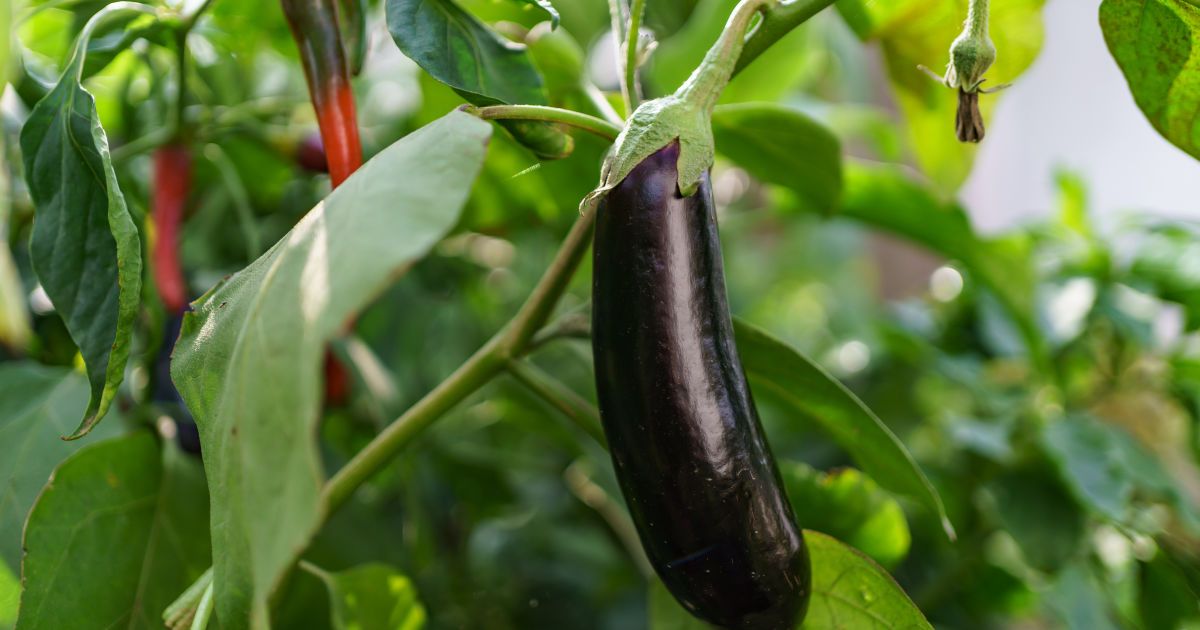 Секрет роскошных овощей: как удобрить почву для рекордного урожая на вашем огороде