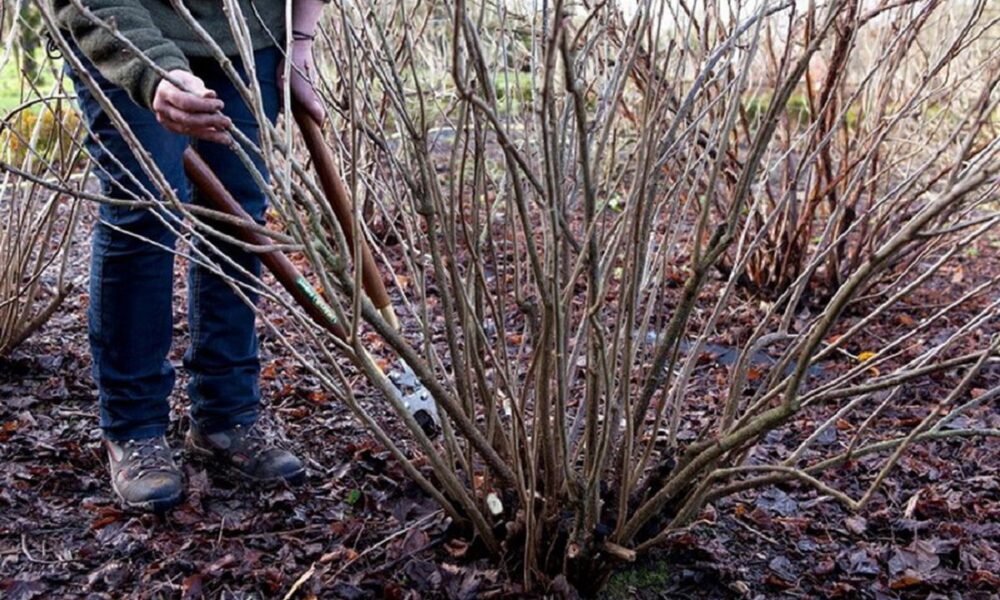 Спасение смородины: как вернуть пышность и урожайность кустам