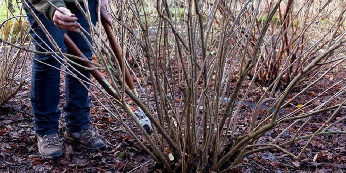 Спасение смородины: как вернуть пышность и урожайность кустам