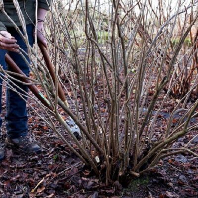 Спасение смородины: как вернуть пышность и урожайность кустам