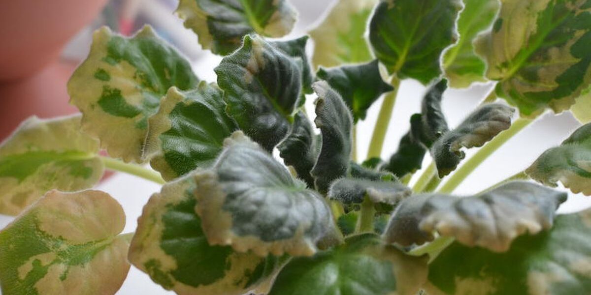 Почему на листьях фиалок появляются бурые пятна: причины и решения