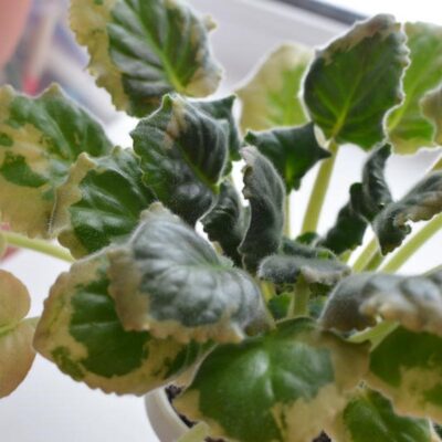 Почему на листьях фиалок появляются бурые пятна: причины и решения