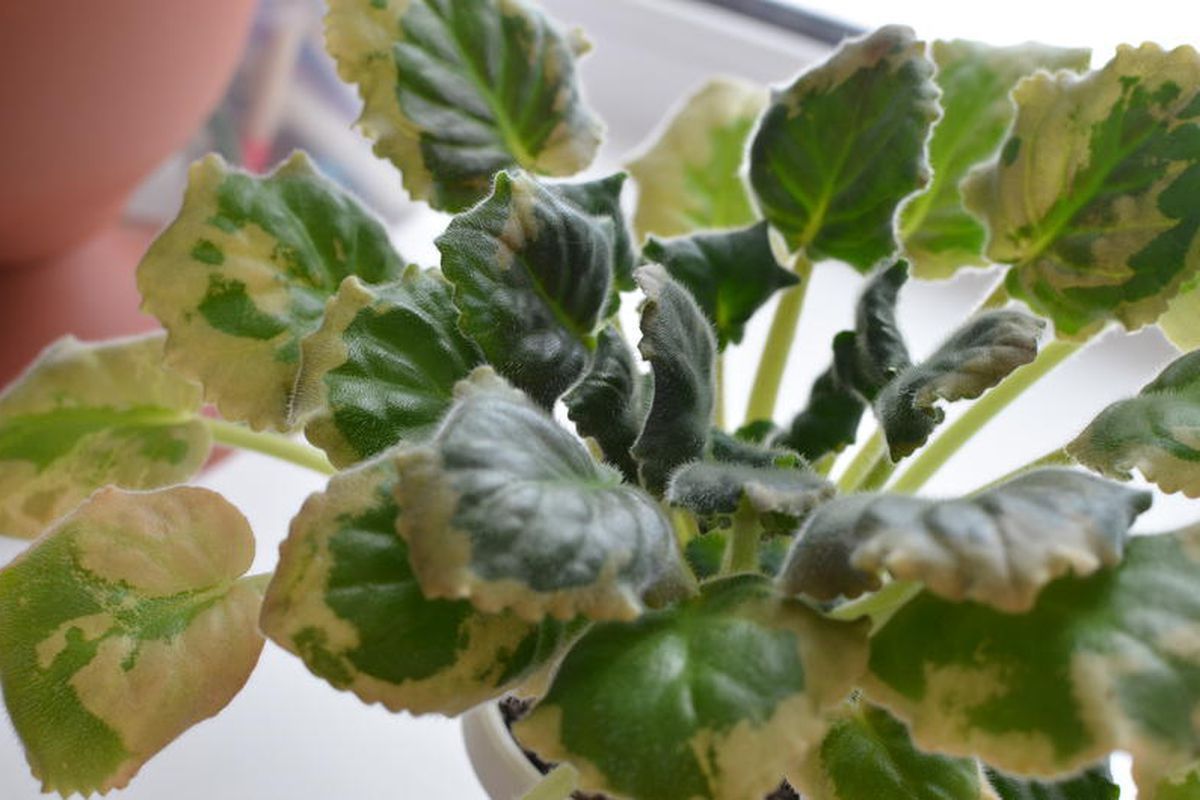 Почему на листьях фиалок появляются бурые пятна: причины и решения