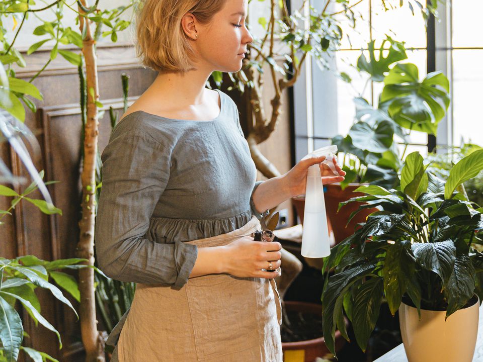 Натуральная подкормка для комнатных цветов: бюджетно и эффективно