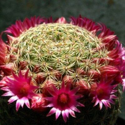 Цветение кактусов: секреты ухода для пышного цветения каждый год