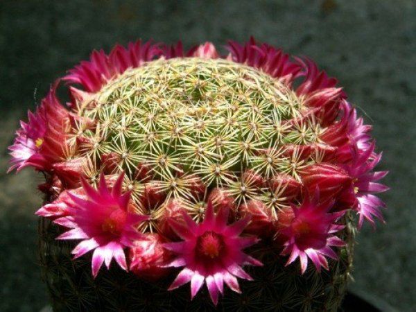 Цветение кактусов: секреты ухода для пышного цветения каждый год