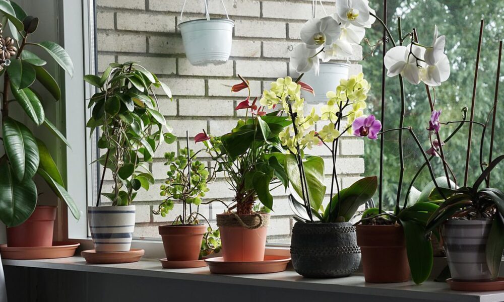 Секреты опытных хозяек: зачем добавлять чеснок в цветочные горшки