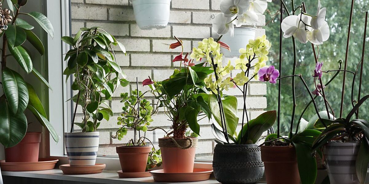 Секреты опытных хозяек: зачем добавлять чеснок в цветочные горшки