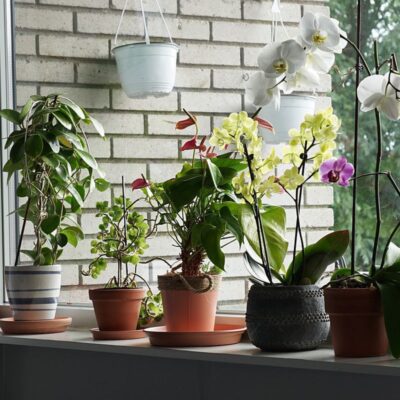 Секреты опытных хозяек: зачем добавлять чеснок в цветочные горшки