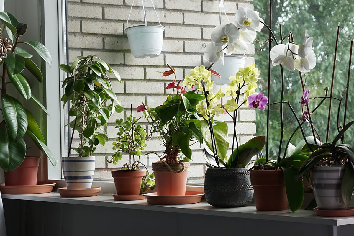 Секреты опытных хозяек: зачем добавлять чеснок в цветочные горшки