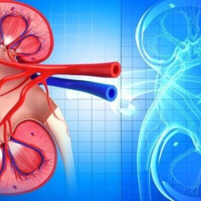 Продукты для здоровья почек: 7 доступных и полезных вариантов для женщин