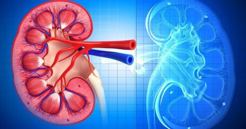 Продукты для здоровья почек: 7 доступных и полезных вариантов для женщин