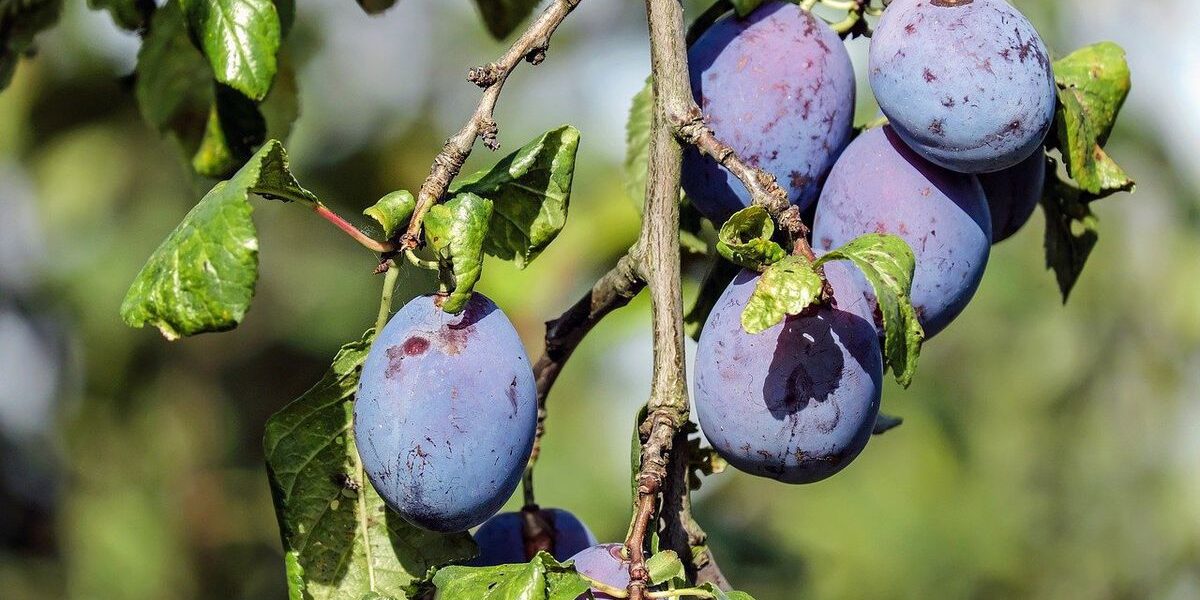Слива в саду: секреты ухода и как избежать ошибок для обильного урожая